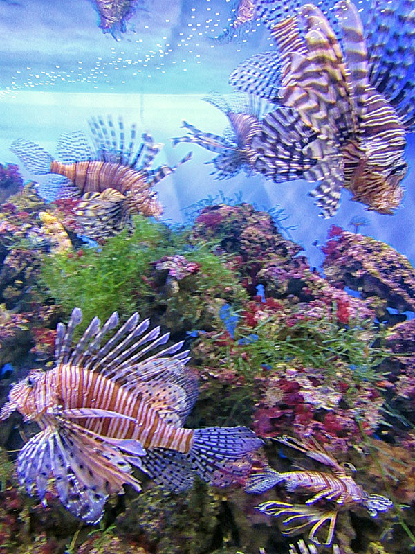 bronnici moskvarium 2017 2