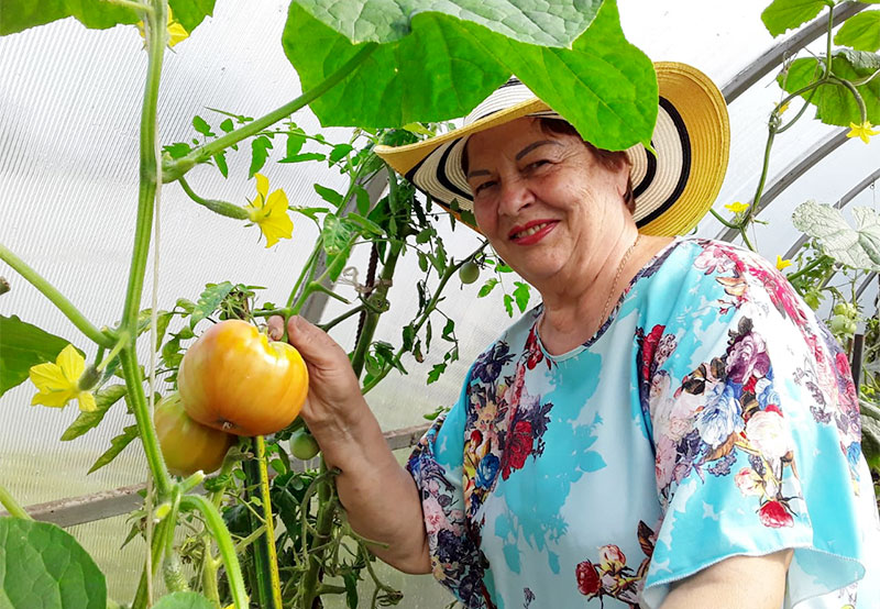 fryazino dacha 2024