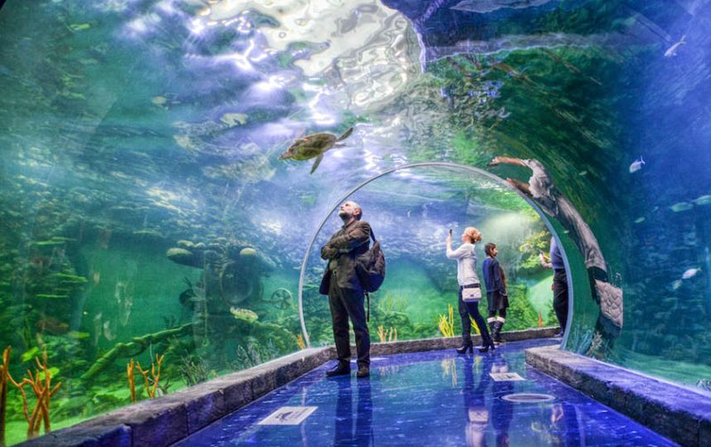 oceanarium 2017
