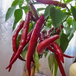 День урожая в Рошальской ГО ВОИ