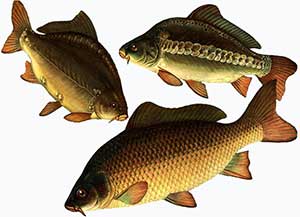 karp