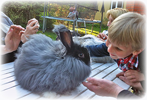 rabbits