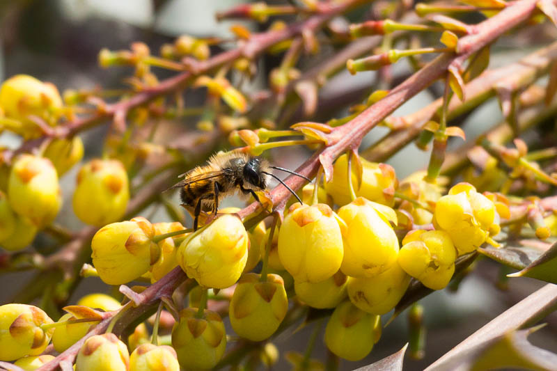 bee